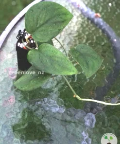 Scindapsus Jade Satin