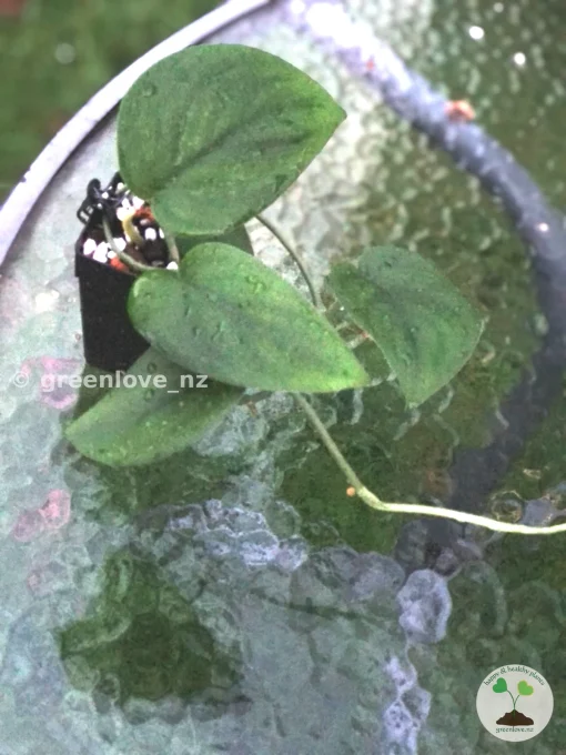 Scindapsus Jade Satin