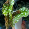 Begonia Maculata Pink Variegated in the affordable range