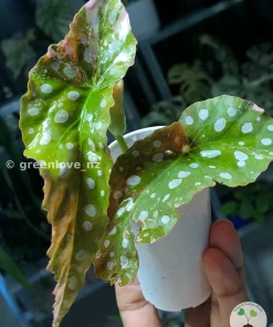 Begonia Maculata Pink Variegated in the affordable range