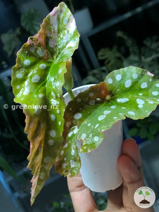 Begonia Maculata Pink Variegated in the affordable range