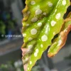Begonia Maculata Pink Variegated in the affordable range