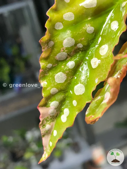 Begonia Maculata Pink Variegated in the affordable range