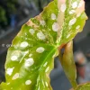 Begonia Maculata Pink Variegated in the affordable range