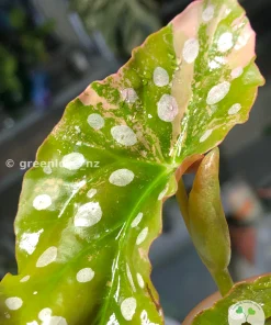 Begonia Maculata Pink Variegated in the affordable range