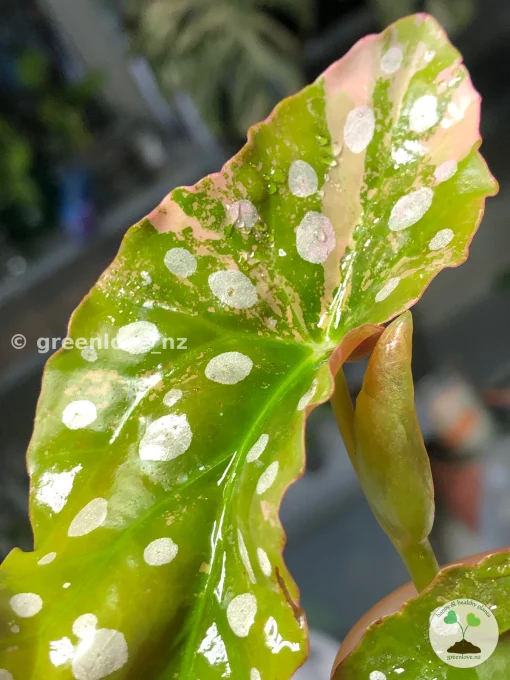 Begonia Maculata Pink Variegated in the affordable range