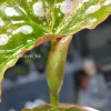 Begonia Maculata Pink Variegated in the affordable range