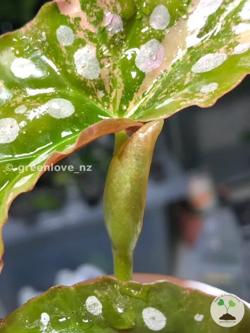 Begonia Maculata Pink Variegated in the affordable range