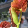 Begonia Maculata Pink Variegated in the affordable range