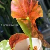 Begonia Maculata Pink Variegated in the affordable range