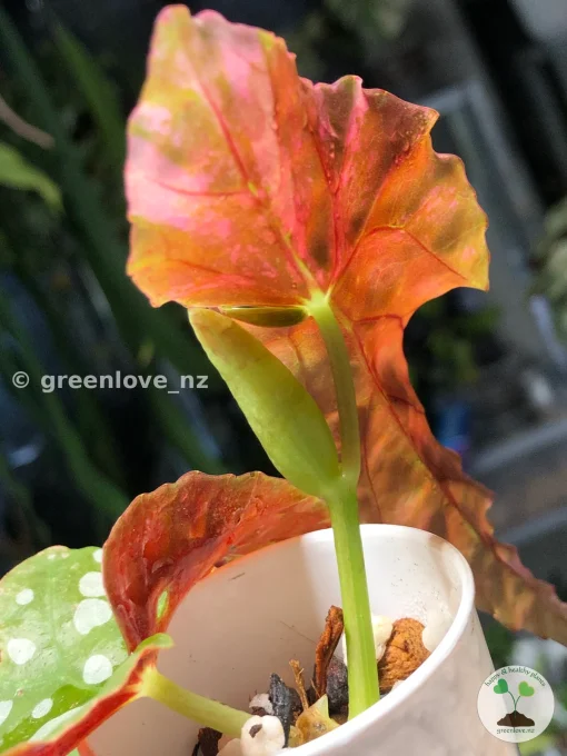 Begonia Maculata Pink Variegated in the affordable range