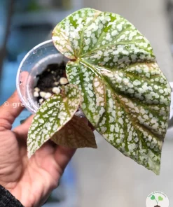 Begonia Snowcapped Variegated