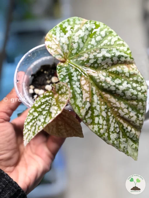Begonia Snowcapped Variegated