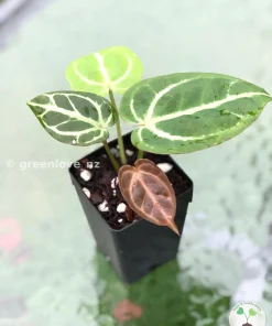 IMG_1876 Anthurium Dorayaki X Red Crystal