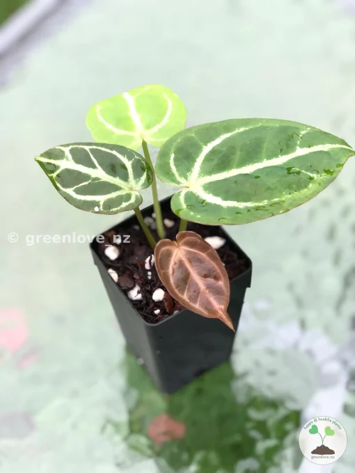 Anthurium Dorayaki X Red Crystal