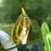 Anthurium Forgetii X Red Crystal