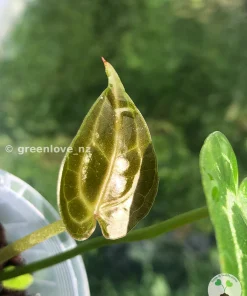 Anthurium Forgetii X Red Crystal