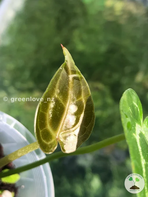 Anthurium Forgetii X Red Crystal