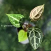 Anthurium Forgetii X Red Crystal