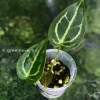 Anthurium Forgetii X Red Crystal