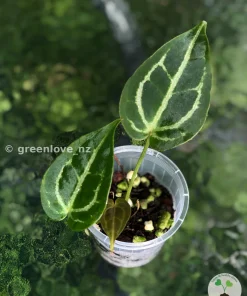 Anthurium Forgetii X Red Crystal