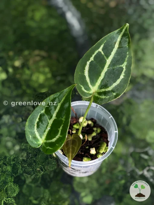 Anthurium Forgetii X Red Crystal