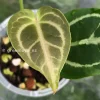 Anthurium Forgetii X Red Crystal