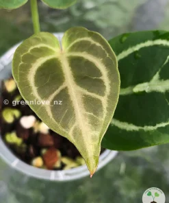 Anthurium Forgetii X Red Crystal