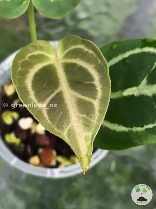 Anthurium Forgetii X Red Crystal