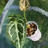 Anthurium Forgetii X Red Crystal