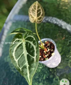 Anthurium Forgetii X Red Crystal