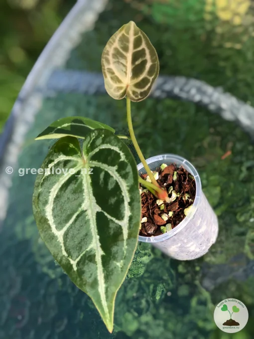 Anthurium Forgetii X Red Crystal