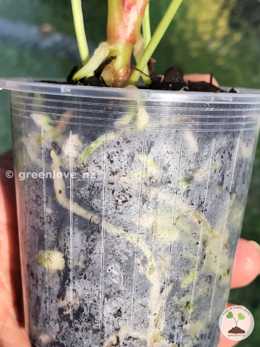 Anthurium Forgetii X Red Crystal