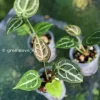 Anthurium Forgetii X Red Crystal