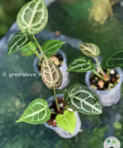Anthurium Forgetii X Red Crystal