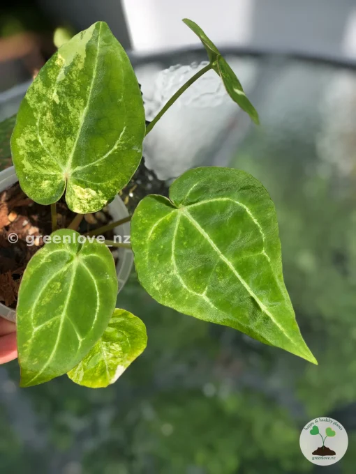 Anthurium Variegated Forgetii X Magnificum