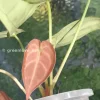 Anthurium Variegated Forgetii X Magnificum