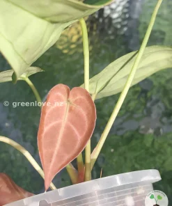 Anthurium Variegated Forgetii X Magnificum