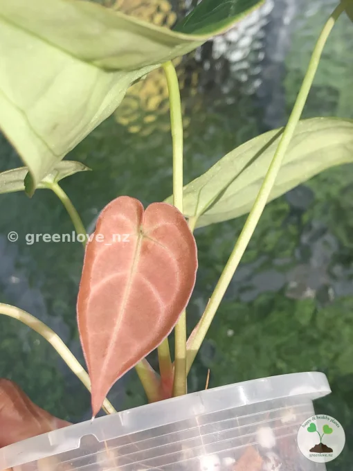 Anthurium Variegated Forgetii X Magnificum