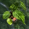 Anthurium Variegated Forgetii X Magnificum