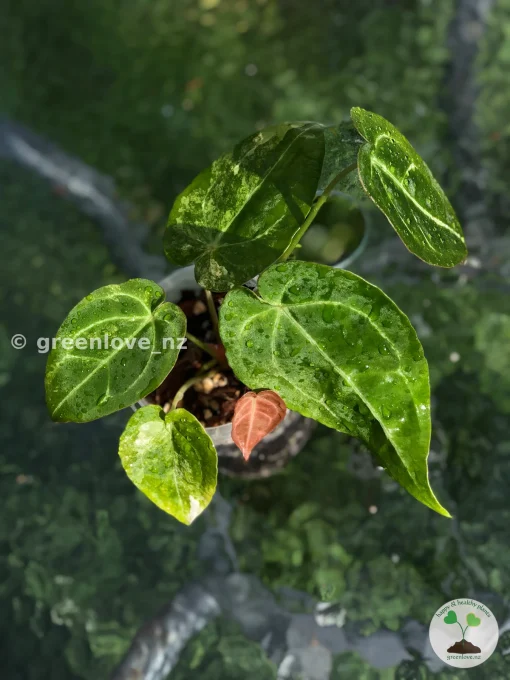 Anthurium Variegated Forgetii X Magnificum