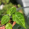 Anthurium Variegated Forgetii X Magnificum