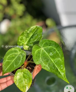 Anthurium Variegated Forgetii X Magnificum