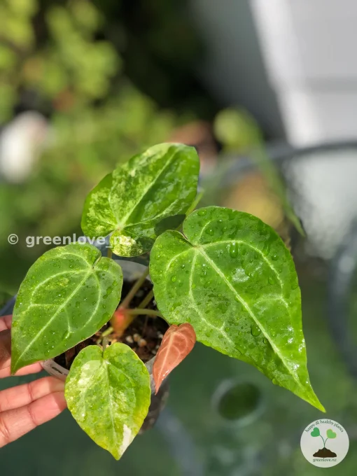 Anthurium Variegated Forgetii X Magnificum
