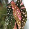 Beautiful variegated begonia macula pink. Not a juvenile