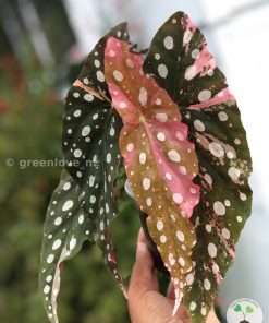 Beautiful variegated begonia macula pink. Not a juvenile