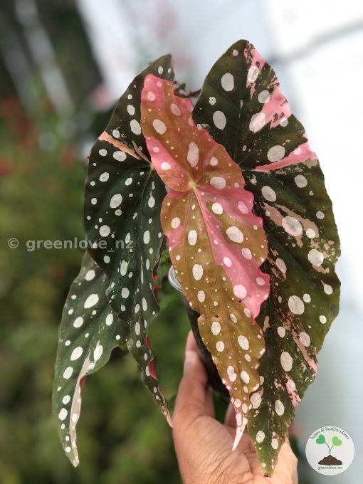 Beautiful variegated begonia macula pink. Not a juvenile