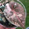 Alocasia Azlanii Pink Variegated