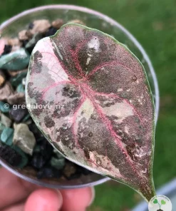 Alocasia Azlanii Pink Variegated