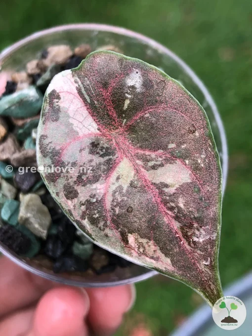 Alocasia Azlanii Pink Variegated